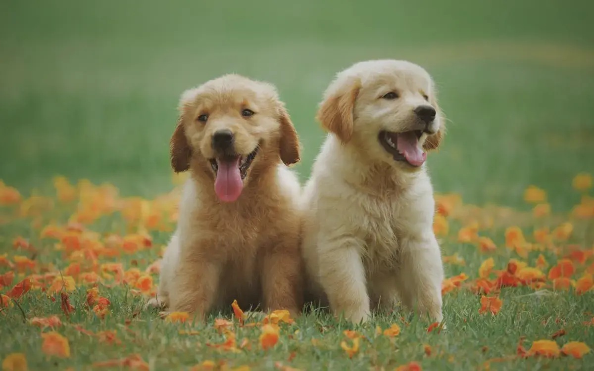 İş planı — Petshop Açmak İçin İş Planı