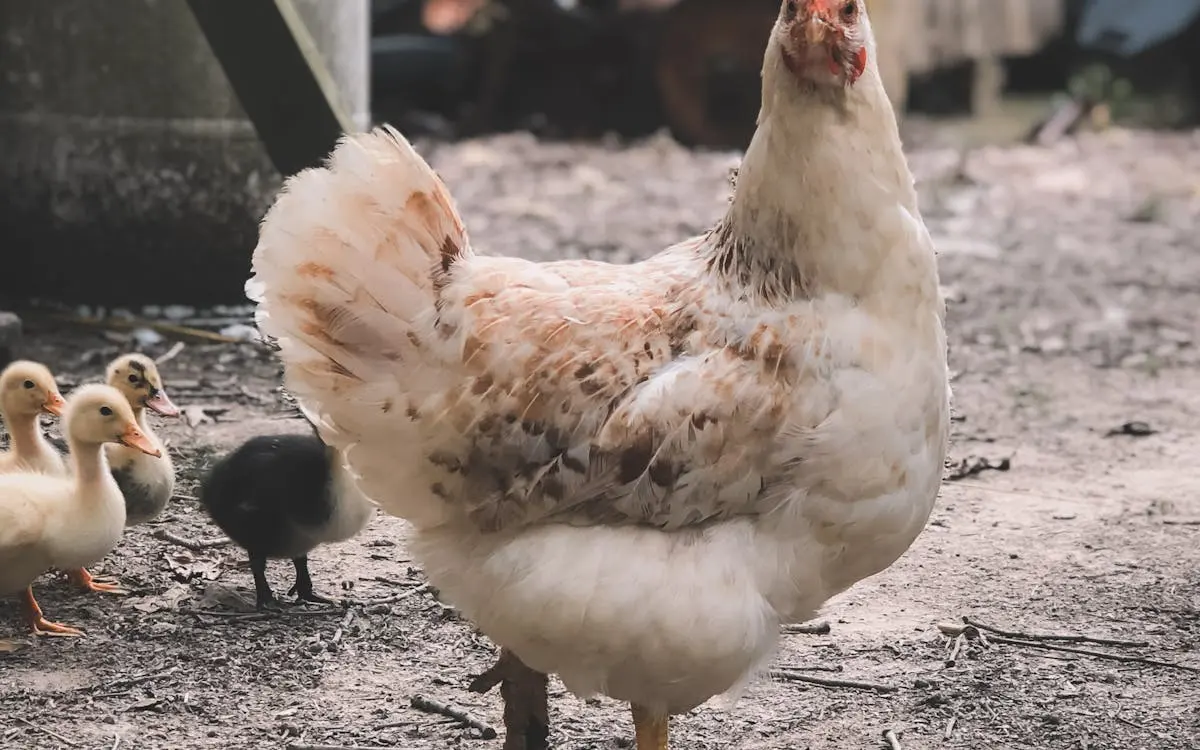 Etlik piliç üretimi — Etlik Piliç Üretimi İş Planı
