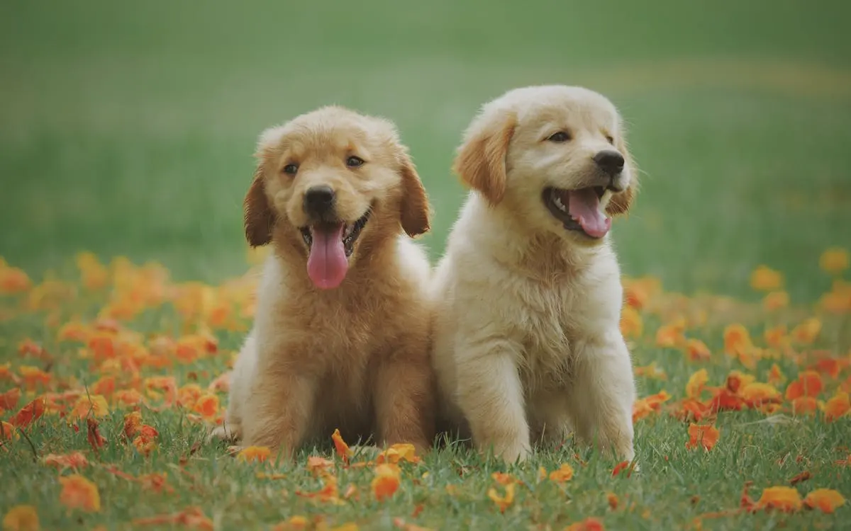 Pet oteli — Pet Otel İş Planı